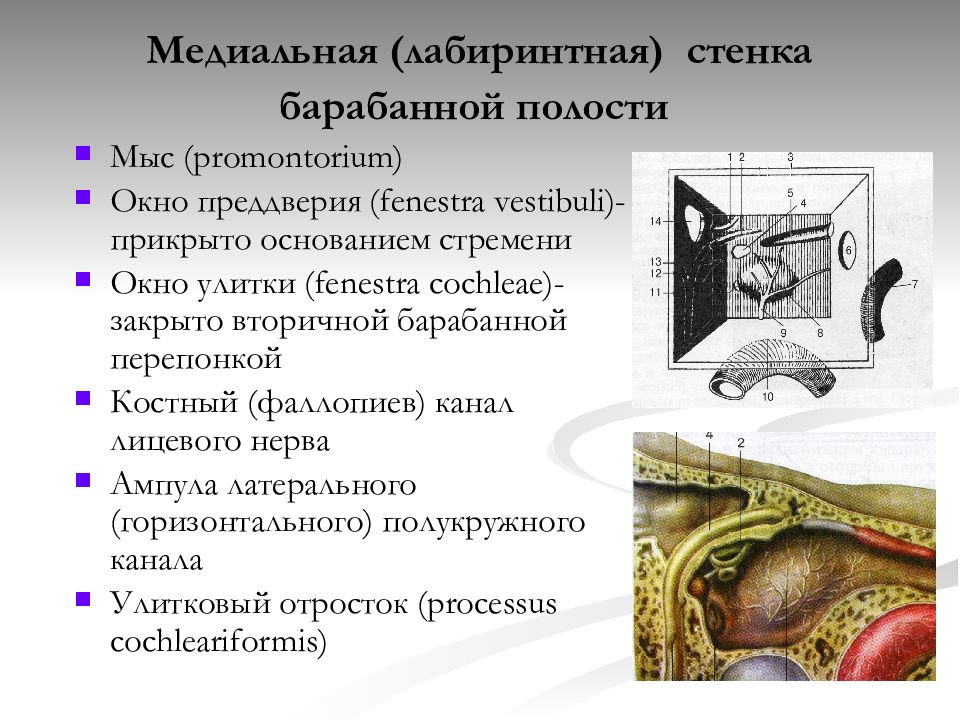 Стенки барабанной полости