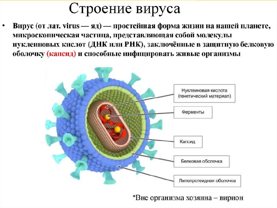 Биология 20