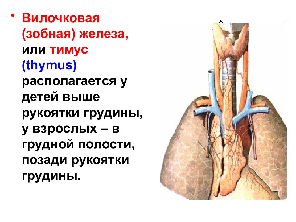 Где находится вилочковая кость у человека фото