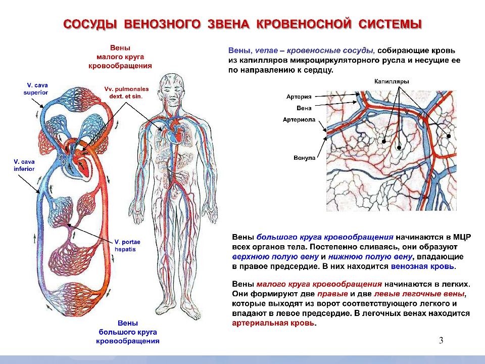 Происходит образование венозной крови из артериальной круг