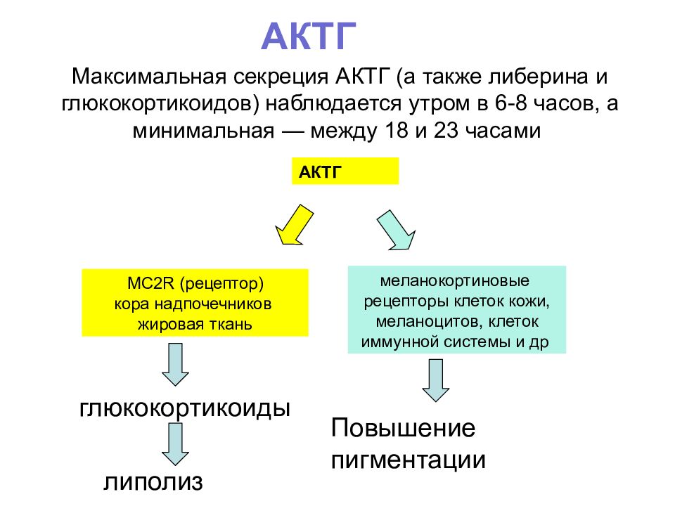 Гормоны гипофиза актг