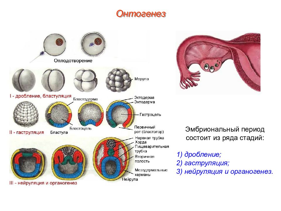 Онтогенез презентация пименов