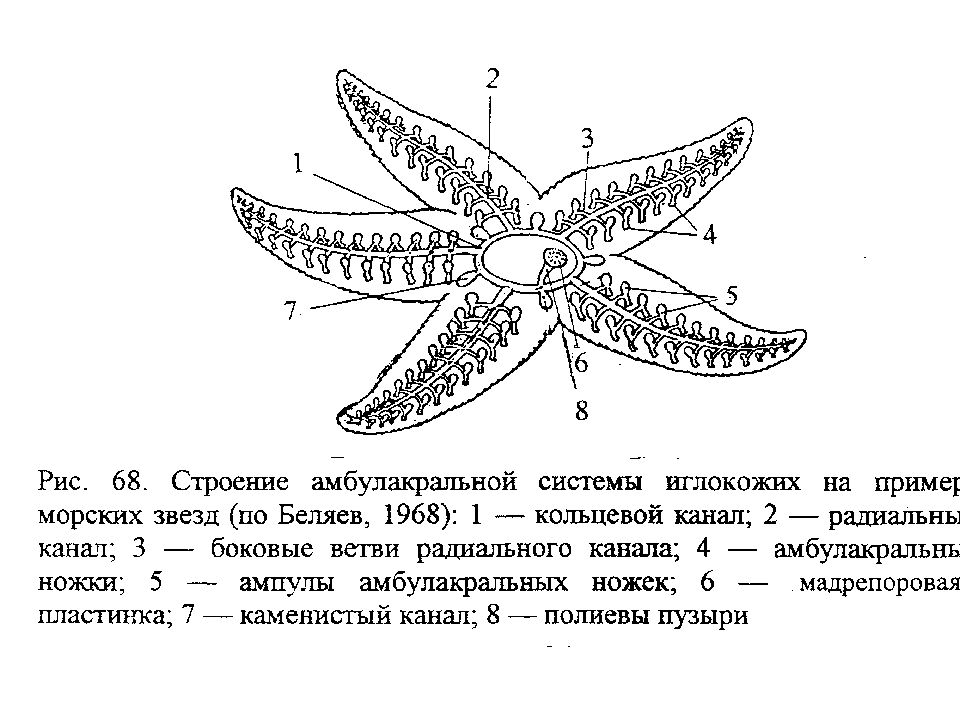 Организм морской звезды. Амбулакральная система иглокожих схема. Строение иглокожих 7 класс биология. Строение иглокожих схема. Тип иглокожие амбулакральная система.