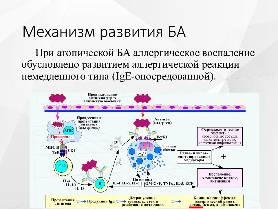 Схема развития аллергии