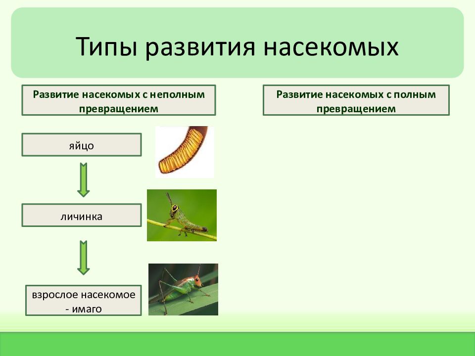 Презентация типы развития насекомых