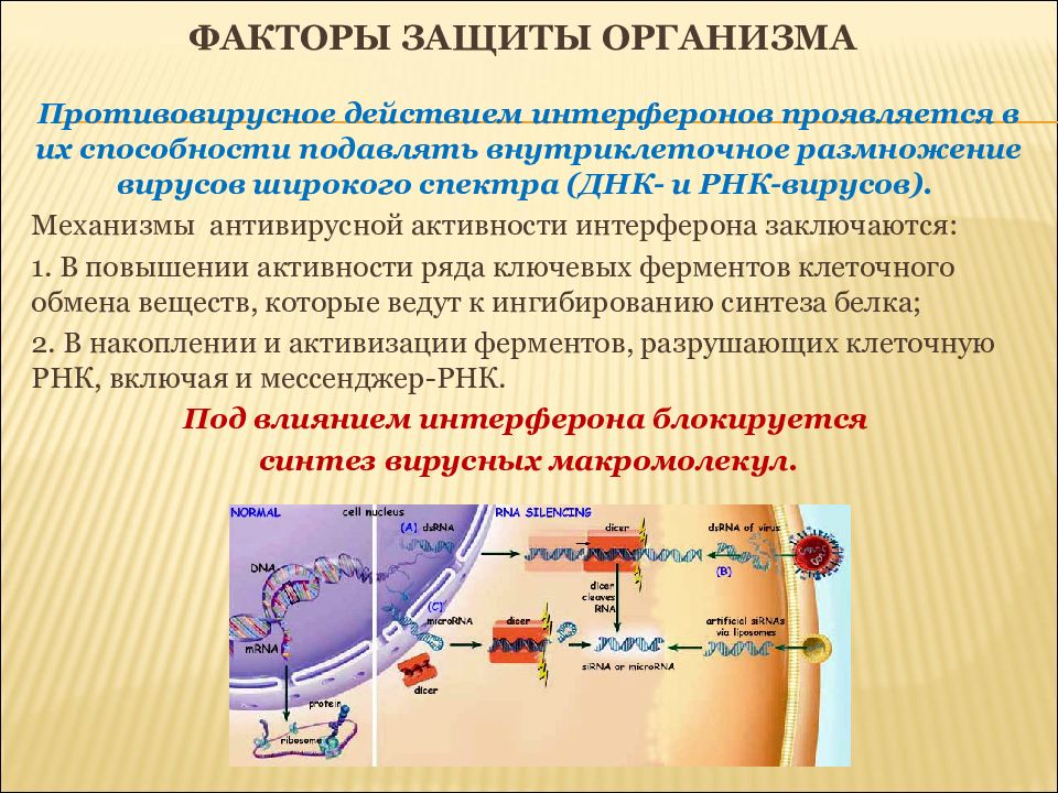 Защитить фактор. Факторы защиты организма. Факторы противовирусной защиты. Факторы защиты организма от вирусов. Факторы и механизмы противовирусной защиты.