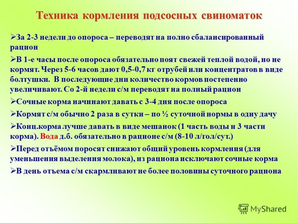 Рацион супоросных свиноматок