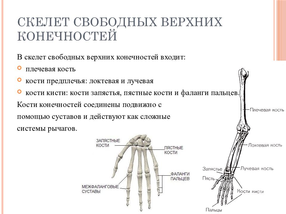 Функции костей верхних конечностей человека. Строение скелета верхней конечности (отделы и кости). Скелет свободной верхней конечности функции. Скелет верхней конечности свободная конечность. Кости свободной верхней конечности плечевая кость.