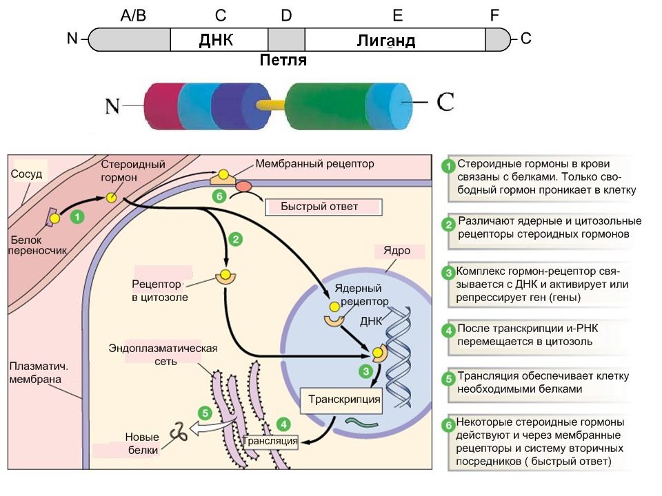 Рецепторы гормонов. Механизм действия гормонов на мембранные рецепторы. Ядерные рецепторы гормонов схема. Механизм действия гормонов через мембранные рецепторы. Ядерные рецепторы стероидных гормонов.