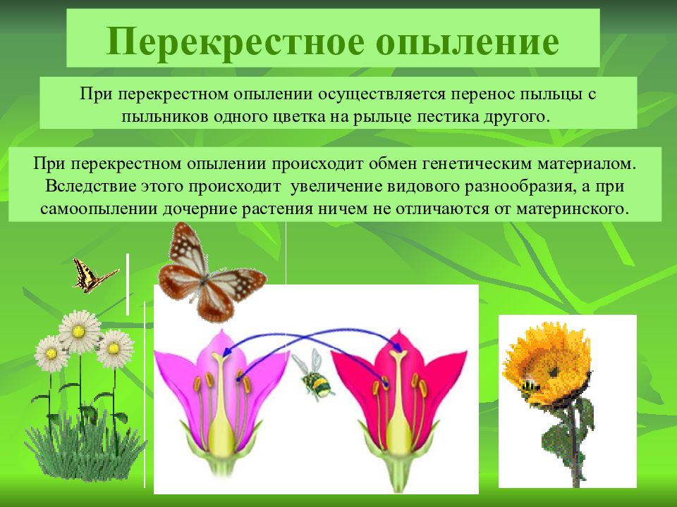 Приспособления цветков к опылению. Цветение и опыление растений 6 класс. Разнообразие опыления у цветковых растений. Перенос пыльцы на рыльце пестика это. Перенос пыльцы на рыльце пестика называют
