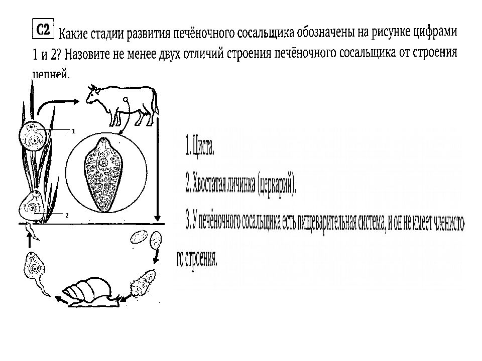 Картинки егэ по биологии