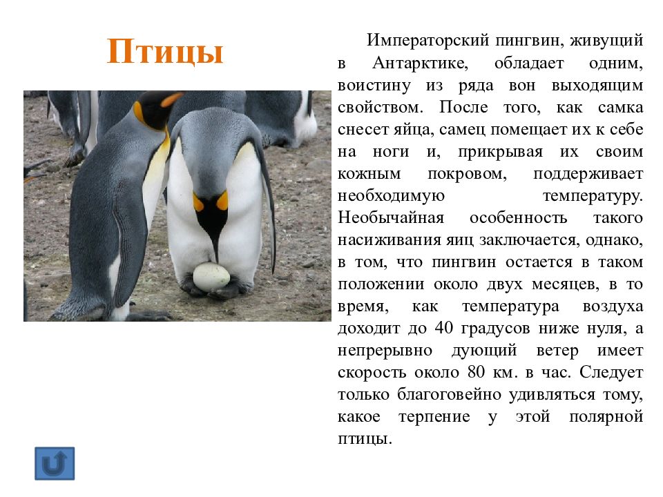 Как птицы заботятся о своем потомстве 7 класс проект