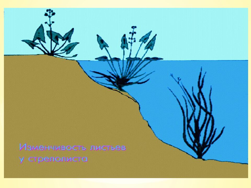 Экспресс-тест 1-й вариант 1. Случайное расхождение гомологичных хромосом при