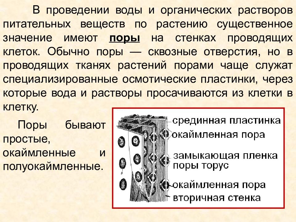 Строение проводя. Особенности строения проводящих тканей. Проводящая ткань особенности строения. Особенности строения проводящей ткани. Эволюция проводящих элементов ксилемы и флоэмы.