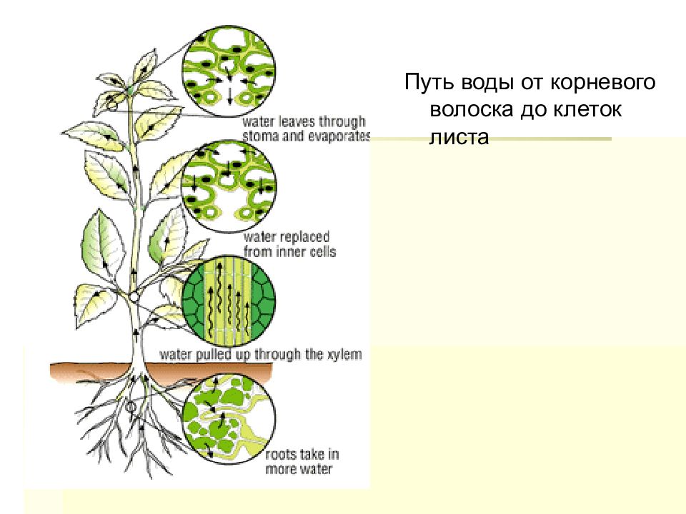 Как происходит поступление воды в лист. Transpiration. Cuticular transpiration. Transpiration in Plants. Types of transpiration.