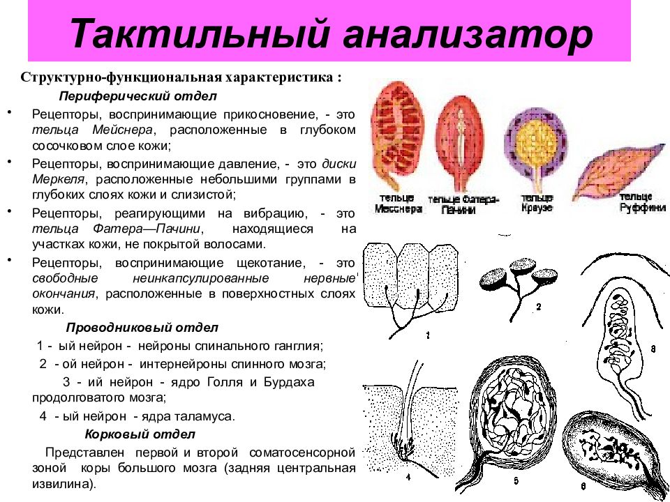 Температурная сенсорная система презентация