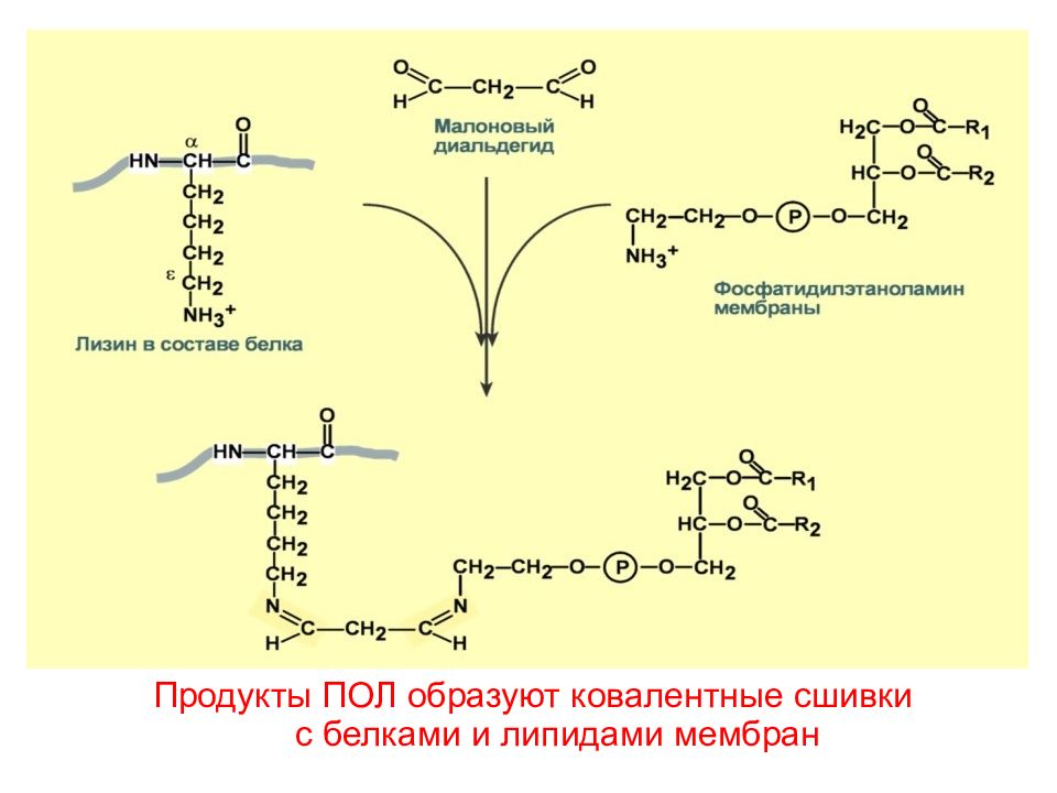 Синтез липидов мембраны. Перекисное окисление липидов формула. Малоновый диальдегид перекисное окисление липидов. Перекисное окисление липидов схема. Малоновый диальдегид биохимия.