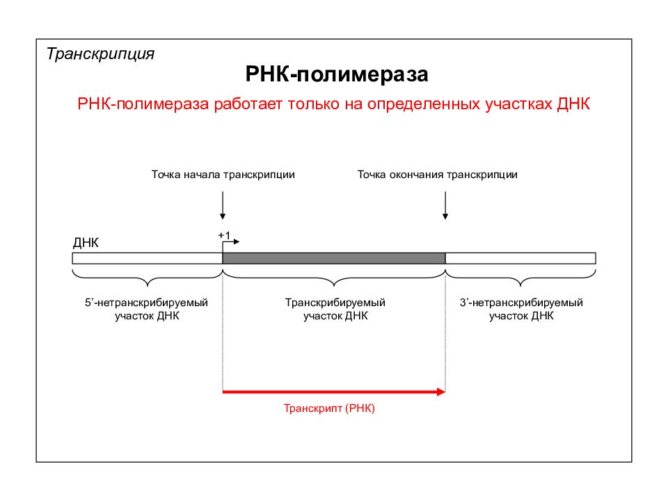 Точка начала транскрипции. Транскрипция РНК полимераза. Точка окончания транскрипции. Начало транскрипции.