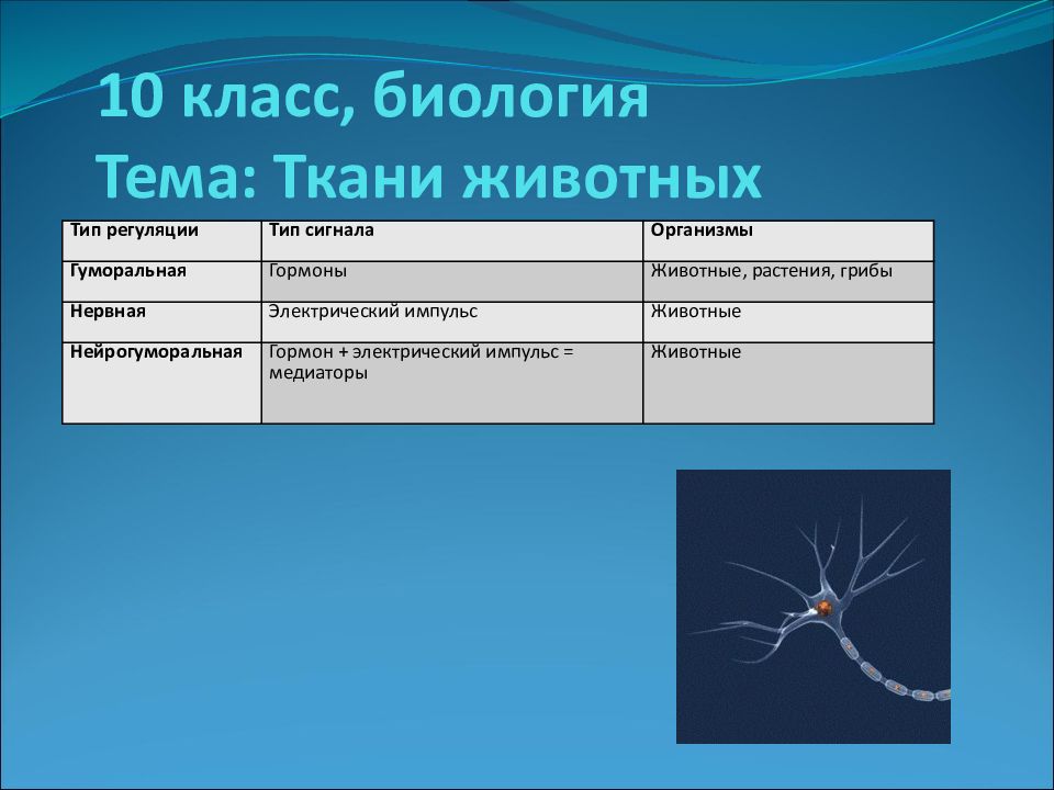 10 класс, биология Тема: Ткани животных