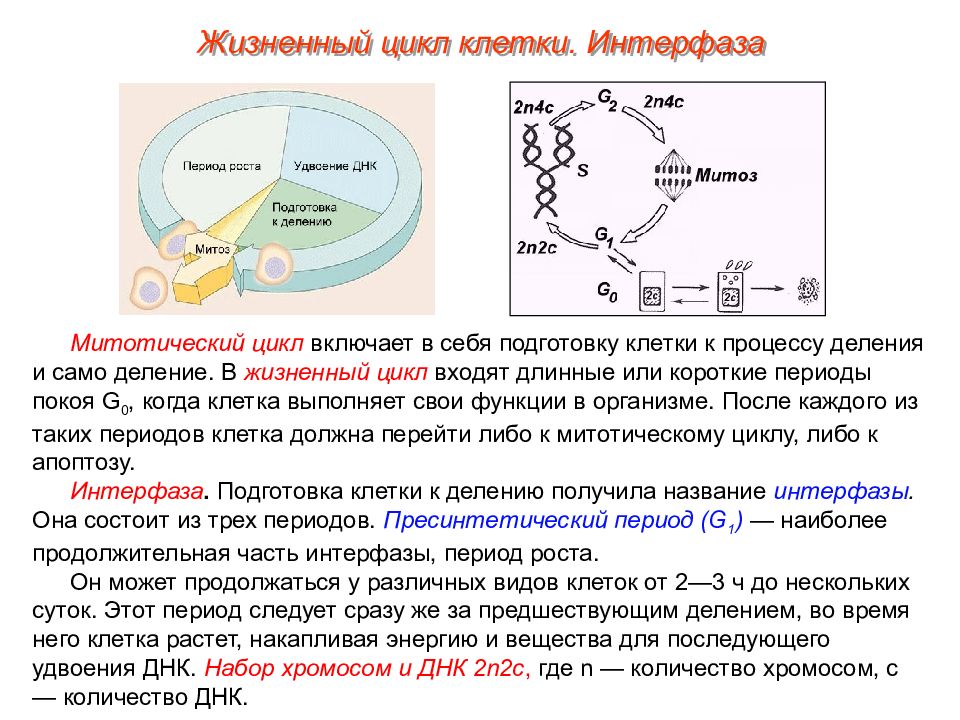 Пименов митоз презентация