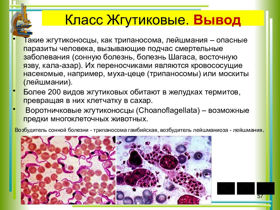 Презентация на тему жгутиконосцы 7 класс