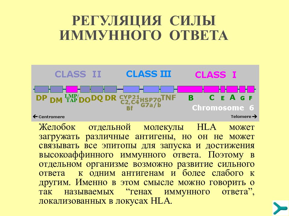 Регуляция иммунного ответа презентация