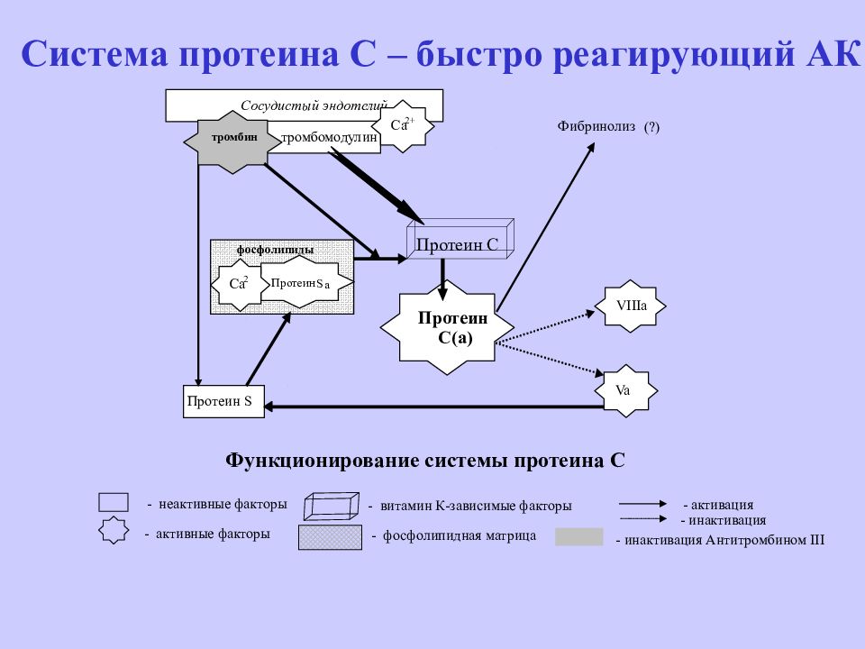 Система белков. Система протеина с. Тромбомодулин функции. Белки системы гемостаза. Тромбомодулин механизм действия.