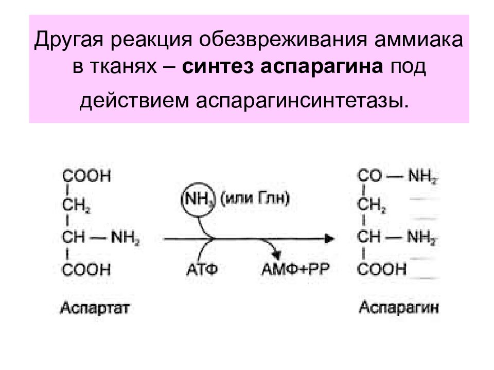 Временное обезвреживание аммиака виды