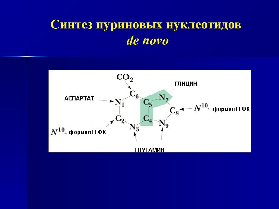 Пуриновыми нуклеотидами являются. Синтез пуриновых азотистых оснований. Синтез пуриновых нуклеотидов из глицина. Синтез пуринов из глицина. Синтез пуринов и пиримидинов.