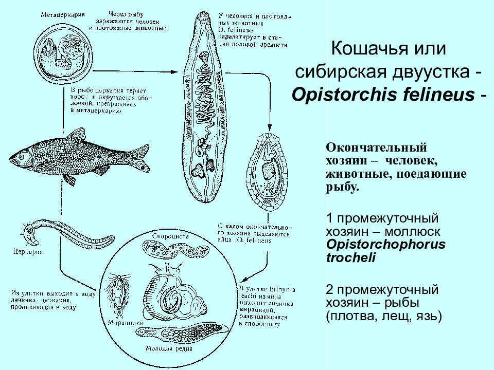 Сколько промежуточных хозяев имеет кошачий сосальщик. Промежуточный хозяин сибирской двуустки. Жизненный цикл кошачьего сосальщика. Промежуточный хозяин кошачьей двуустки рыбы. Сибирская двуустка жизненный цикл.