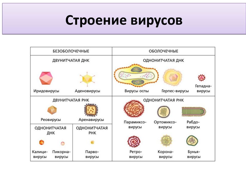 Классификация вирусов картинки