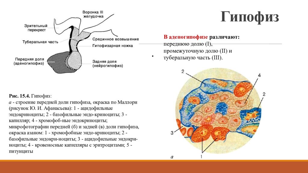 Гипофиз 3 доли