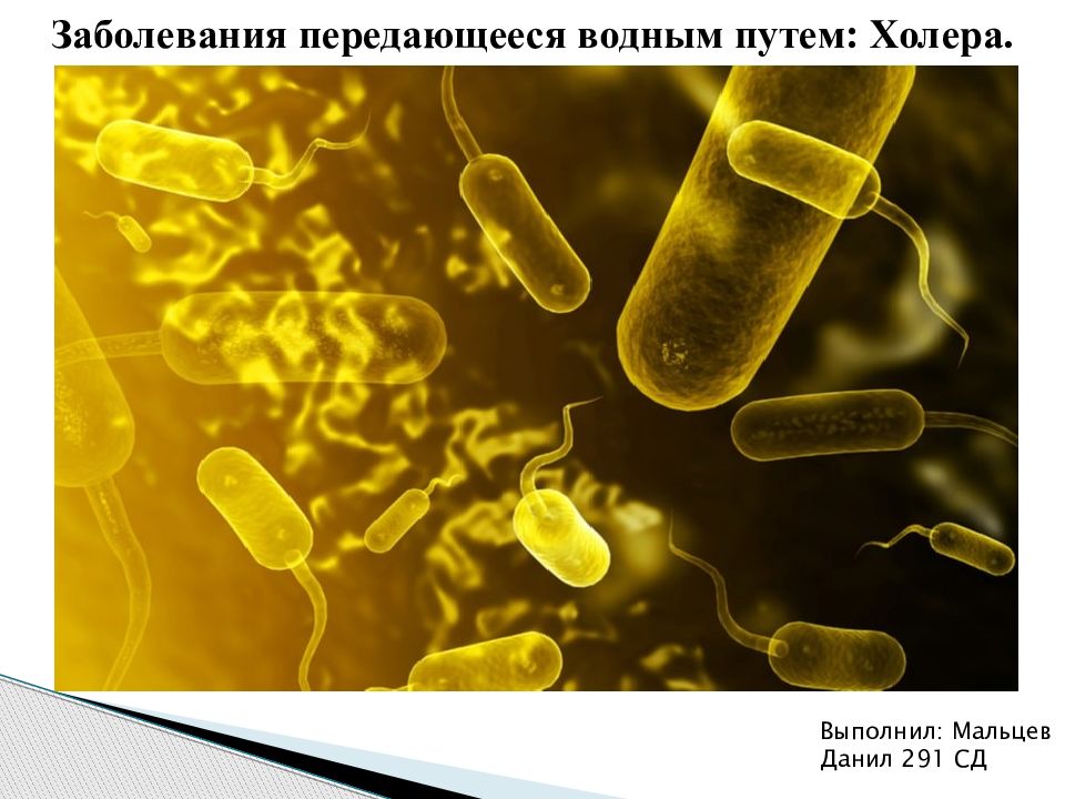 Заболевания передающееся водным путем: Холера. Выполнил: Мальцев Данил 291 СД