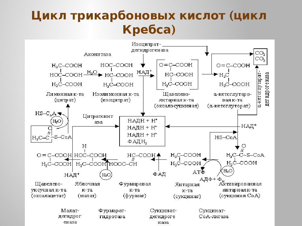 Цтк биохимия схема