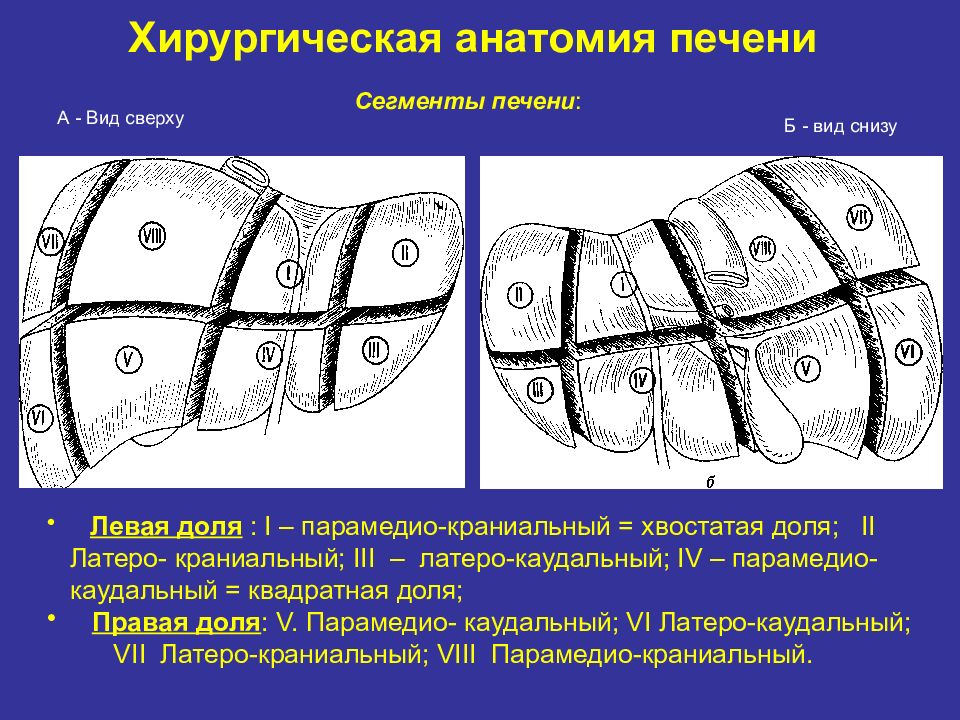 Доли печени схема