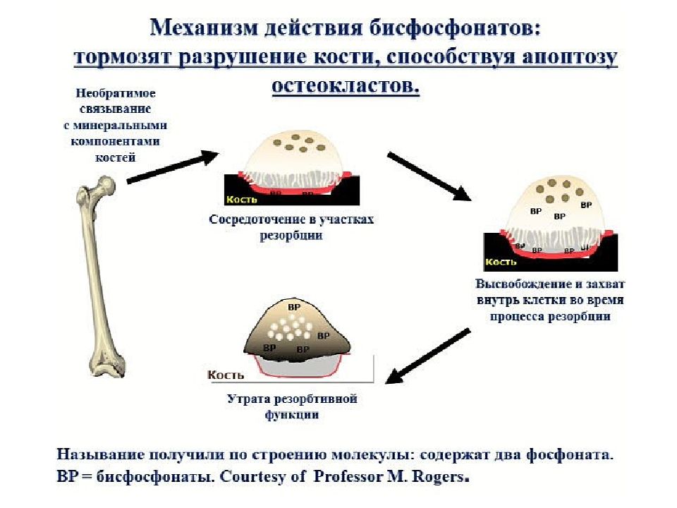 Кость действие. Механизм действия бисфосфонатов на костную ткань. Остеопороз остеобласты и остеокласты. Нарушение минерализации костной ткани. Механизмы действия бисфосфонатов при остеопорозе.