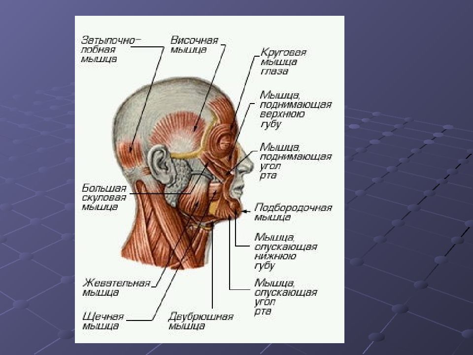 Затылок описание. Мышцы головы. Мышцы затылка. Мышцы на затылке головы. Затылок строение мышц.