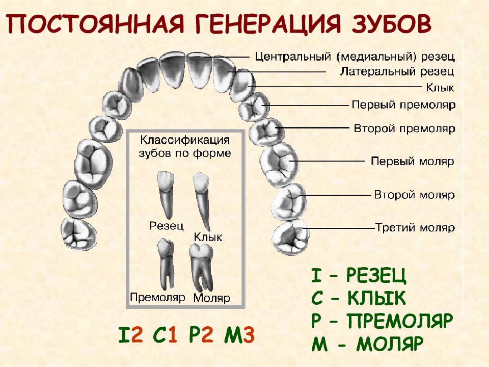 Как какие зубы называются. Расположение и название зубов. Расположение и название зубов у человека. Схема зубов человека. Схема зубов с названиями.