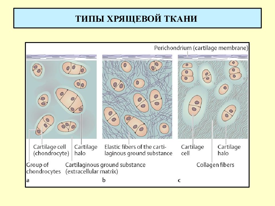 Анатомия презентация ткани