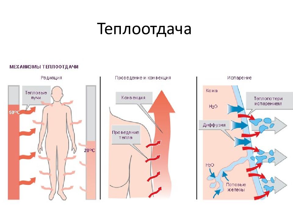 Терморегуляция организма презентация