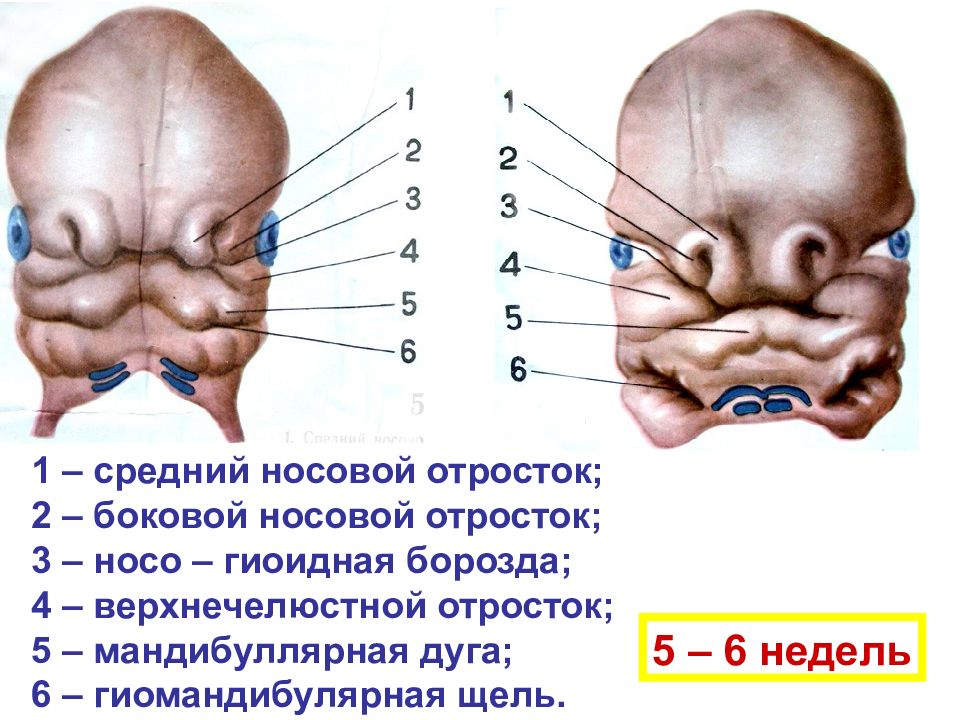 Эмбриогенез лица презентация