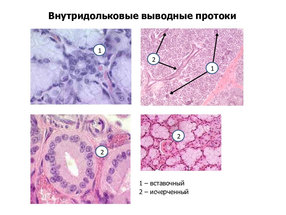 Железы имеющие выводные протоки. Вставочные и исчерченные выводные протоки. Внутридольковый выводной проток поджелудочной железы. Внутридольковые и междольковые выводные протоки. Выводные протоки слюнных желез.