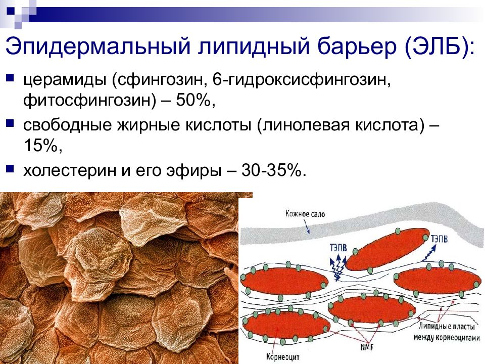 Липидный слой. Состав эпидермального барьера кожи. Строение эпидермального барьера. Функции эпидермальный барьер кожи. Липидный барьер эпидермиса.