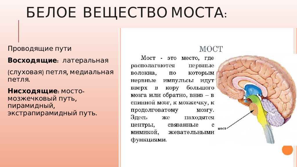 слуховая петля. серое и белое вещество моста. варолиев мост серое вещество. белое вещество моста представлено. серое вещество моста.