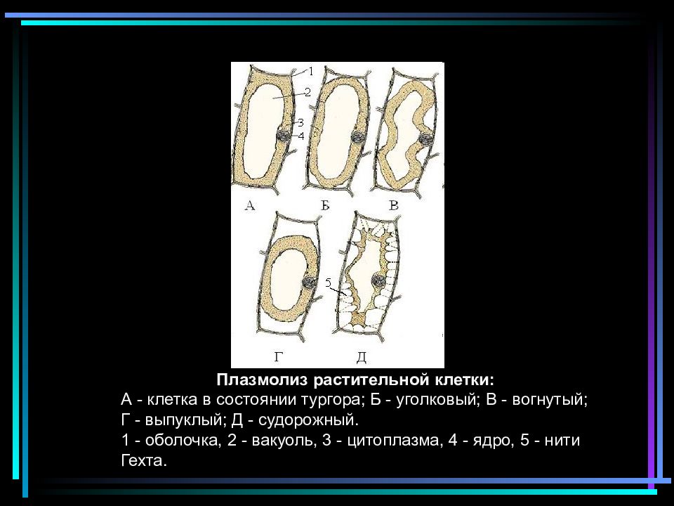 Плазмолиз и деплазмолиз. Этапы плазмолиза и деплазмолиза. Деплазмолиз растительной клетки. Плазмолиз и деплазмолиз в клетках. Вакуоль плазмолиз деплазмолиз.