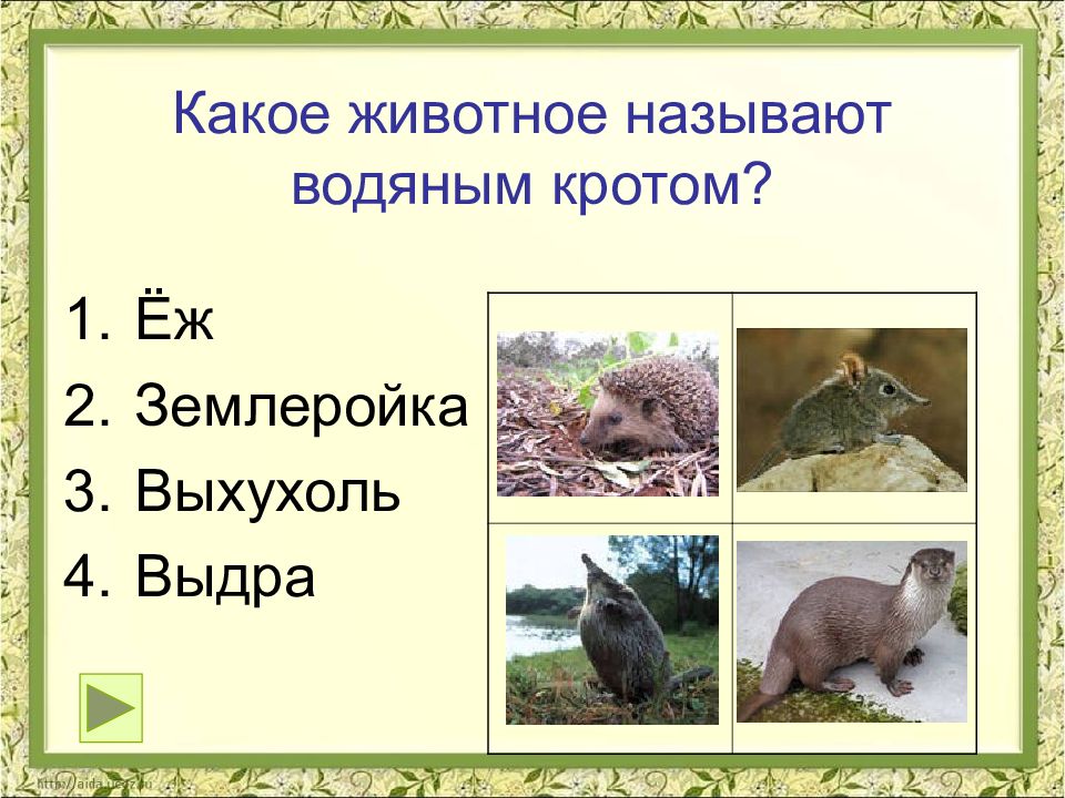 Еж крот выхухоль. Крот, еж, выхухоль, землеройка. Какое животное называют водяным кротом?. Какое животное и обзывает. Презентация по теме еж Крот и землеройка.