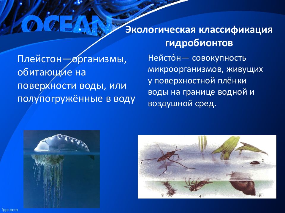 Укажите среду водных. Плейстон и Нейстон. Гидробионты классификация. Экологическая классификация гидробионтов. Организмы обитающие на поверхности воды.