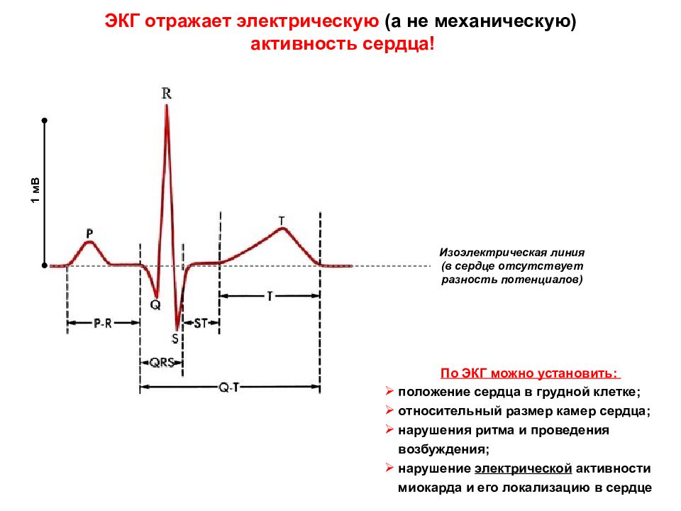 Повышение электрической активности. Электрокардиограмма отражает электрическую активность. Электрокардиограмма сердца отражает электрическую активность. ЭКГ метод регистрации электрической активности сердца. Электрический потенциал сердца это.
