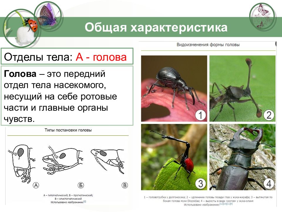 Общая характеристика насекомых. Класс насекомые презентация. Класс насекомые 7 класс биология. Класс насекомые отделы тела. Насекомые биология 5 класс.