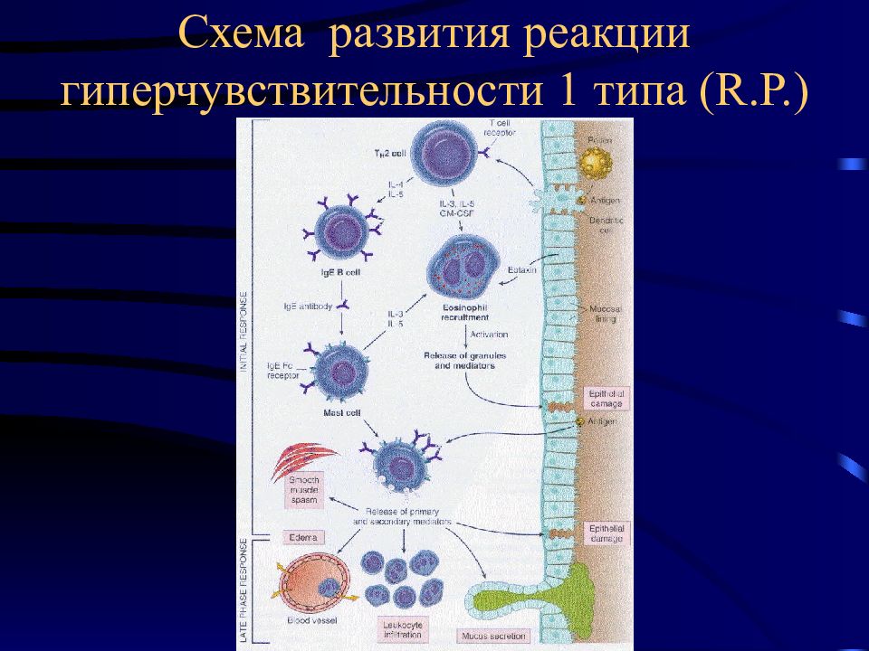 Реакция 1 типа. Гиперчувствительность 1 типа патогенез. Схема реакции гиперчувствительности 1 типа. Механизм развития реакции гиперчувствительности 1 типа. Первый Тип гиперчувствительности схема.